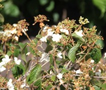 Viburnum plicatum Summer Snowflake