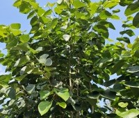 Cercis chinensis 'Avondale' - Chinese Judasboom 'Avondale'  - 4