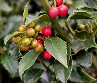 Ilex meserveae 'Blue Maid' - Blauwe hulst 'Blue Maid' - bessen najaar