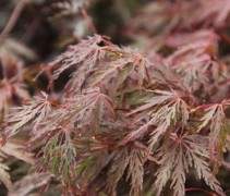 Acer palmatum Inaba-shidare