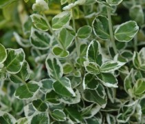 Kardinaalsmuts 'Emerald Gaiety' is een groenblijvende heester (struik)