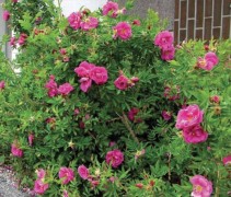 Rosa Rugotida