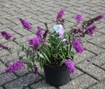 Vlinderstruik 'Free Petite Tutti Frutti' in pot