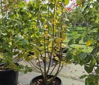 Tilia cordata 'Winter Orange' - Winterlinde - 1