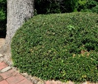 Ilex aquifolium - Scherpe Hulst - gesnoeid in wolkvorm