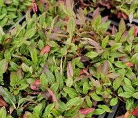 Persicaria aff. 'Darjeeling Red' per kist á 24 st. - Duizendknoop 'Darjeeling Red' - 2