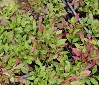 Persicaria aff. 'Darjeeling Red' per kist á 24 st. - Duizendknoop 'Darjeeling Red' - 3