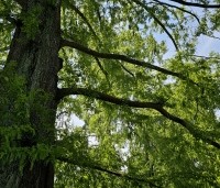 Metasequoia glyptostroboides - Chinese Moerascipres - 2