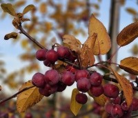 Malus 'Red Sentinel' - Sierappel - 4