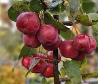 Malus 'Red Sentinel' - Sierappel - 7