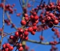 Malus 'Red Sentinel' - Sierappel - 6