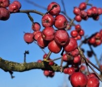 Malus 'Red Sentinel' - Sierappel - 5