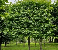 Liquidambar styraciflua - Amberboom - 1