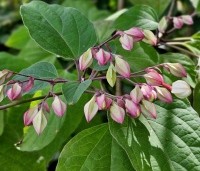 Clerodendrum trichotomum fargesii - Clerodendrum trichotomum  - 1