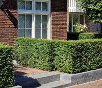 Taxus baccata - Venijnboom - 1
