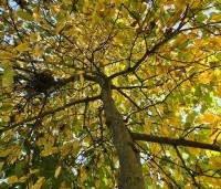 Carpinus betulus 'Pendula' - Treur haagbeuk - 9