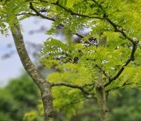 Gleditsia triacanthos 'Sunburst' - Valse christusdoorn - 3