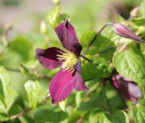 Bosrank 'Etoile Violette' met bloem