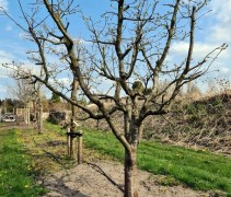 Cydonia oblonga 'Vranja' op de kwekerij van Ten Hoven Bomen