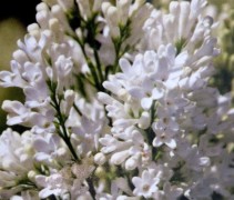 Sering 'Madame Lemoine' met prachtige witte bloemtrossen