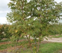 Toona sinensis 'Flamingo' meerstammige boom in de nazomer