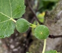 Ficus carica - Vijg - juli