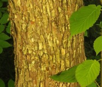 Davidia involucrata sonoma