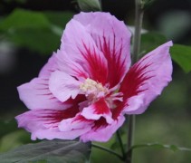 Hibiscus syriacus 'Purple Pillar'