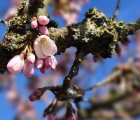 Prunus 'Pandora' - Sierkers 'Pandora' - 1