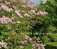 Cornus florida 'Cherokee Chief' - Veelbloemige kornoelje 'Cherokee Chief' - 3