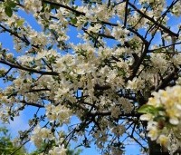 Malus Toringo 'Tina - Dwerg sierappeltje - 6