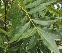 Carya illinoinensis 'Pawnee' - Pecannoot Pawnee - 3