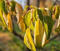 Cornus controversa - Reuzenkornoelje - 3