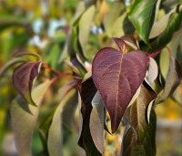 Cornus controversa - Reuzenkornoelje - 2