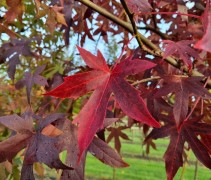 amberboom worplesdon