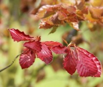 Fagus sylvatica atropunicea
