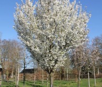 Prunus Umineko
