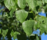 Cercis canadensis - Amerikaanse Judasboom - 2
