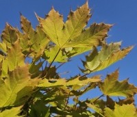 Acer platanoides 'Globosum' - Bol esdoorn 'Globosum' - 1