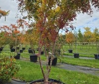 Acer palmatum 'Sangokaku' - Japanse Esdoorn 'Sangokaku' - 1