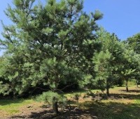 Pinus sylvestris - Grove den - kwekerij THB vak K.  Apeldoorn juli 2026