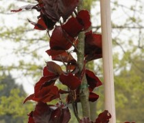 Fagus sylvatica 'Dawyck Purple'