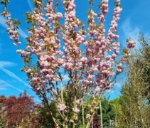 Prunus 'Kanzan'