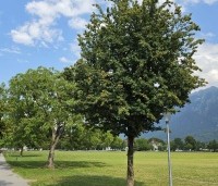Acer campestre - Veldesdoorn - hoogstamboom in het park van Interlaken