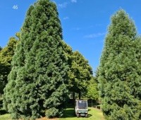 Sequoiadendron giganteum - Mammoetboom - 2 bomen op de kwekerij van Ten Hoven