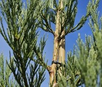 Sequoiadendron giganteum 'Healthy Mammoth One' - Mammoetboom 'Healthy Mammoth One'  - 3