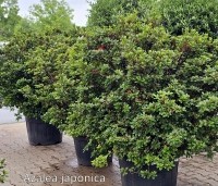 Rhododendron (AJ) 'Johanna' - Karmijnrode Japanse Azalea 'Johanna Red' - 2