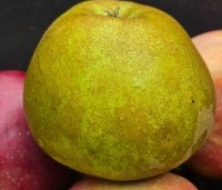Malus dom. 'Schone van Boskoop' - Malus dom. 'Schone van Boskoop' - 3