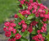 Crataegus leavigata 'Paul's Scarlet' - Rode Meidoorn - 3