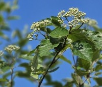 Sorbus intermedia - Lijsterbes - 6